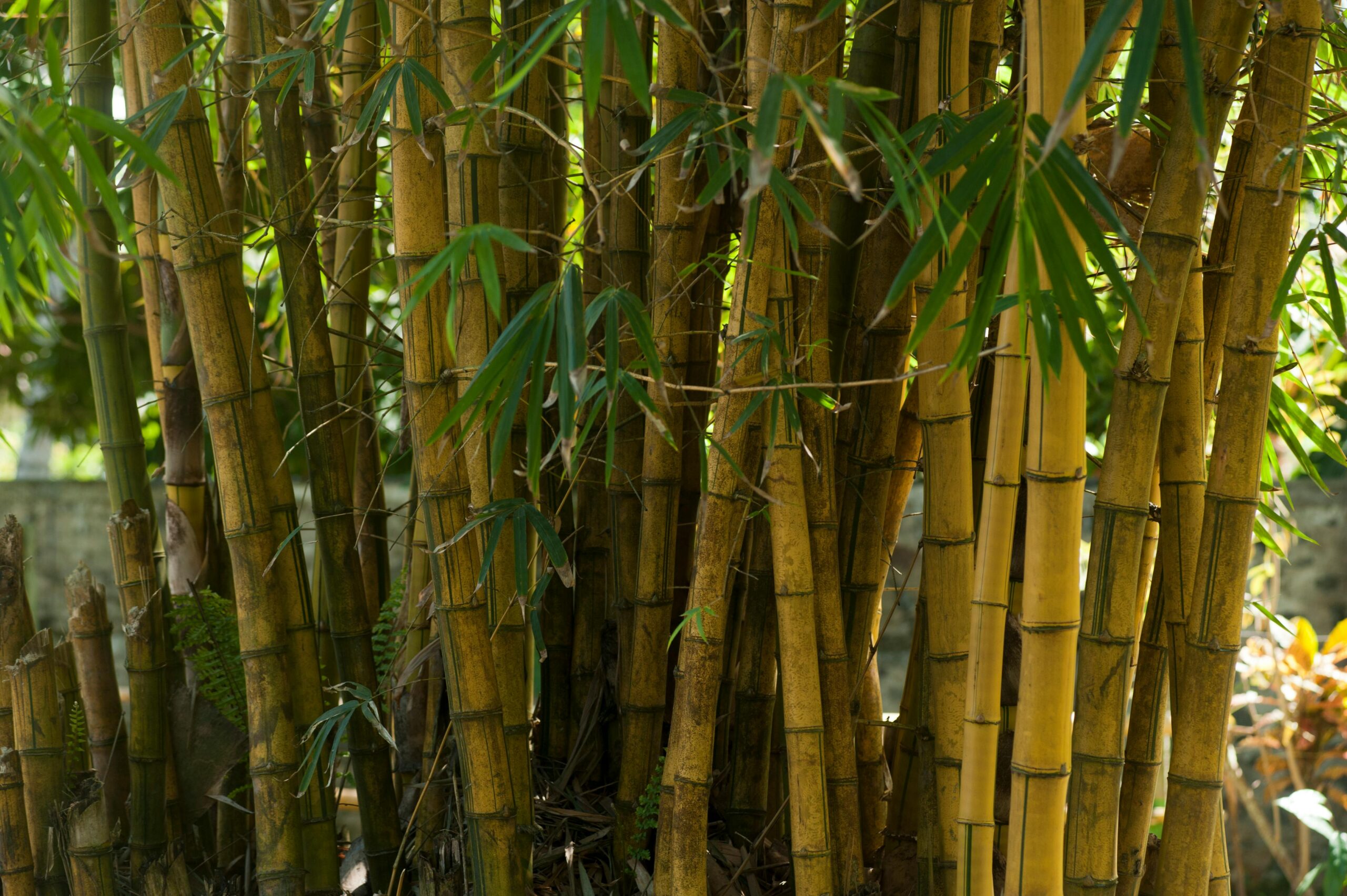 Bamboo plants, green bamboo leaves